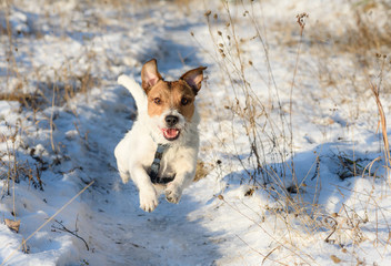 Adorable dog running by winter path
