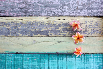 frangiapani flower on grunge colorful wooden panel