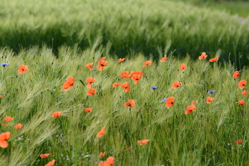 Mohn im Getreidefeld
