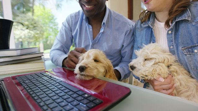  Couple working on laptop computer at home with 2 cute puppies sitting with them. 