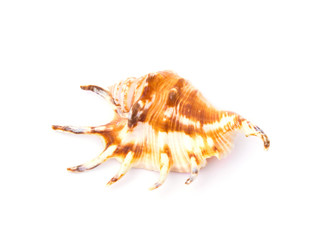 Shell isolated on white
