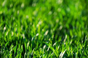  grass texture