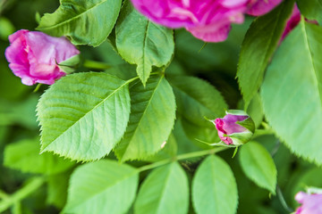 Rose Flower in Bloom