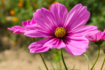 Obraz premium purple flowers cosmos