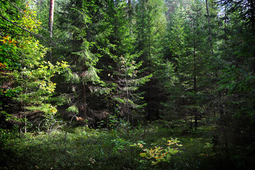 Obraz premium forest