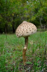Mushrooms in the forest