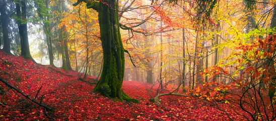 Autumn in the alpine forest