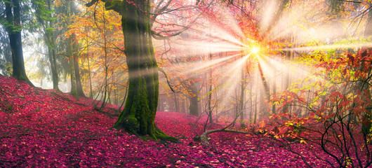 Autumn in the alpine forest