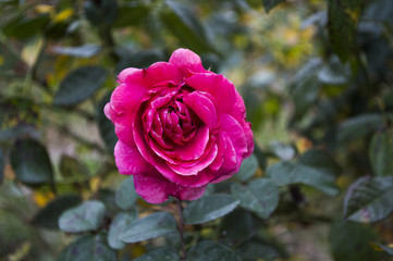 Pink Rose on the bush