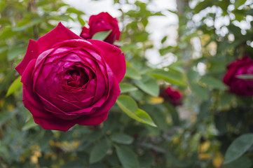 Pink Rose on the bush