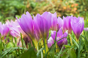 Spring bloom of pink flowers in garden