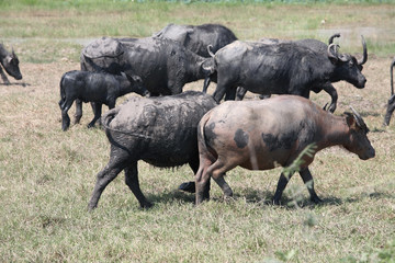 Fototapeta premium water buffalo walking in field.