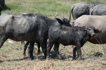 water buffalo in field.