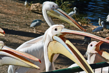 Pelecanus onocrotalus
