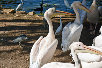 Pelecanus onocrotalus