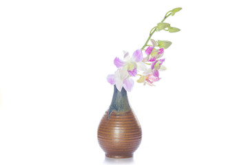 Orchid flower on the vase, isolated white background.