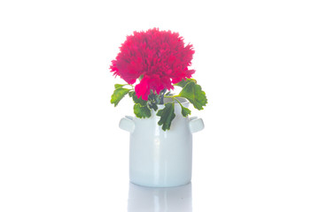 flower on the vase, isolated white background.