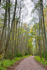 Fototapeta premium Dirt road in the forest.