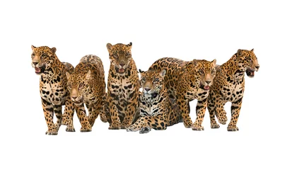 Afwasbaar Fotobehang Panter groep jaguar