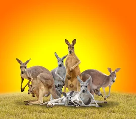 Crédence de cuisine en verre imprimé Kangourou groupe de kangourou