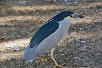Black-crowned night heron