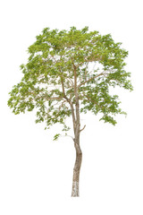 Obraz premium Tree isolated on a white background