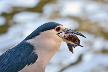 Black-crowned night heron