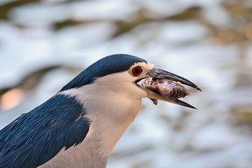 Black-crowned night heron
