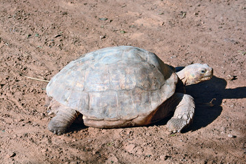 Geochelone sulcata  in the Zoological Center of Tel Aviv-Ramat G
