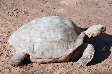 Geochelone sulcata  in the Zoological Center of Tel Aviv-Ramat G