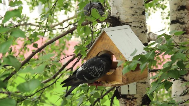 Birds feeding trough attached to a birch forest park 