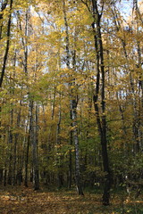 Fototapeta premium Gold autumn in the park