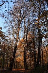 Gold autumn in the park