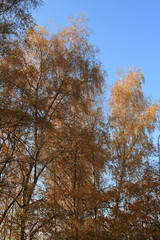 Obraz premium Gold autumn in the park