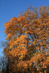 Naklejka premium Gold autumn in the park