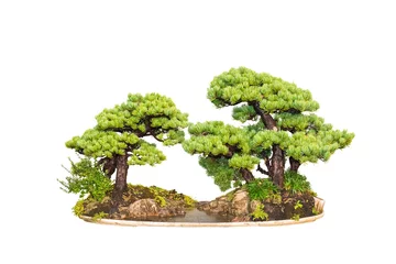 Cercles muraux Bonsaï pin bonsaï