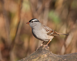 White-crowned Sparrow