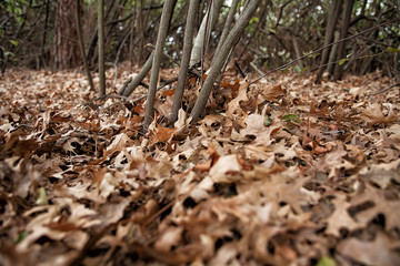 Ground level view of autumn leaves