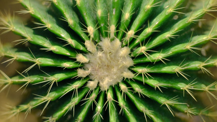 Naklejka na ściany i meble natural background close-up blurry cactus
