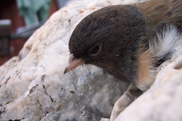 Bird