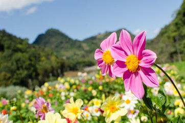 Obraz premium Pink dahlia flower in the garden and blue sky