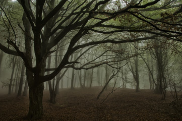 Fototapeta na wymiar Foggy forest