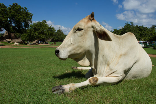 Indian cow. Cow. Happy Cow. White cow.