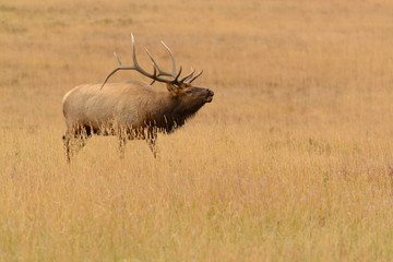 Bull elk with large antlers in golden meadow