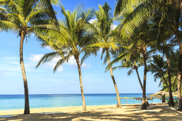 Obraz na płótnie Canvas Tropical coconut trees