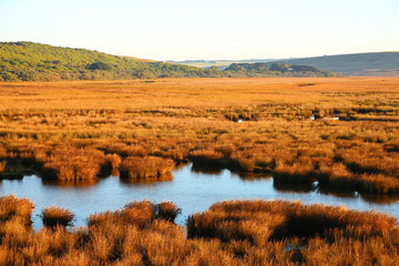 Wetland in Australia