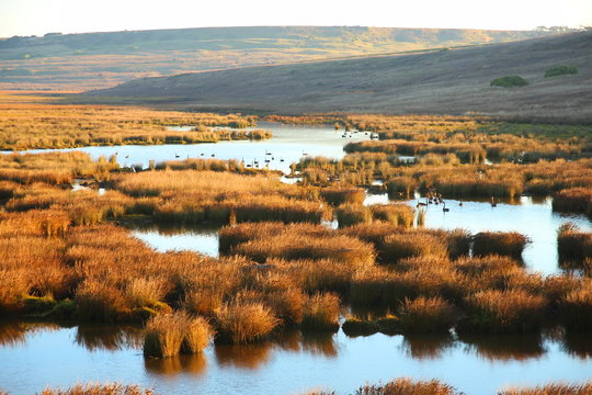 Wetland in Australia
