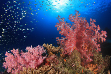 Naklejka na ściany i meble Tropical fish on coral reef sea ocean underwater