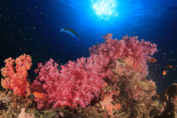 Naklejka na ściany i meble Tropical fish on coral reef sea ocean underwater
