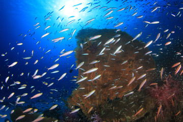 Fototapeta na wymiar Tropical fish on coral reef sea ocean underwater